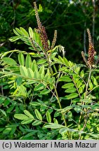 Amorpha fruticosa (amorfa krzewiasta)