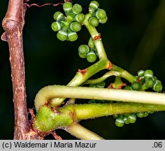 Parthenocissus tricuspidata (winobluszcz trójklapowy)