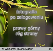 Parthenocissus quinquefolia (winobluszcz pięciolistkowy)