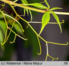 Parthenocissus quinquefolia (winobluszcz pięciolistkowy)