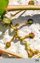 Parthenocissus tricuspidata (winobluszcz trójklapowy)