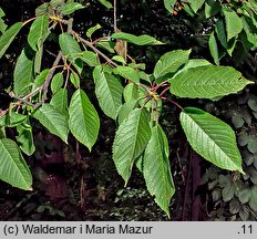 Cerasus avium (wiśnia ptasia)