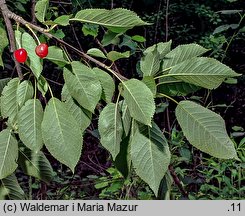 Cerasus avium (wiśnia ptasia)