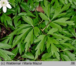 Anemone nemorosa (zawilec gajowy)
