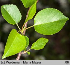 Cerasus mahaleb (wiśnia wonna)