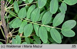 Caragana arborescens (karagana syberyjska)