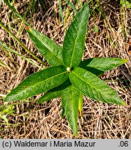 Lysimachia vulgaris (tojeść pospolita)