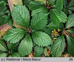 Parthenocissus inserta (winobluszcz zaroślowy)