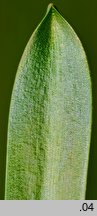 Scilla siberica (cebulica syberyjska)