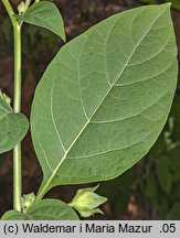 Atropa bella-donna (pokrzyk wilcza jagoda)