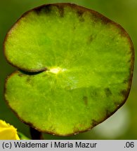 Nymphoides peltata (grzybieńczyk wodny)