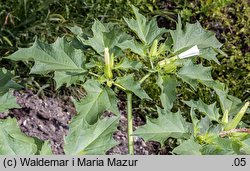 Datura stramonium (bieluń dziędzierzawa)