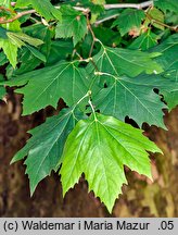 Platanus ×hispanica (platan klonolistny)