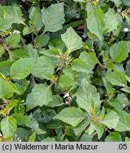 Solanum alatum (psianka skrzydlata)