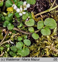 Cardamine hirsuta (rzeżucha włochata)