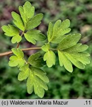 Adoxa moschatellina (piżmaczek wiosenny)