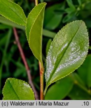 Cerasus fruticosa (wiśnia karłowata)