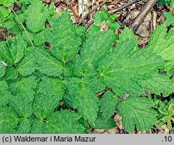 Actaea spicata (czerniec gronkowy)