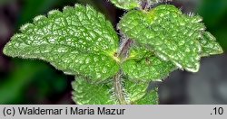 Bartsia alpina (bartsja alpejska)