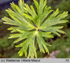 Anemonastrum narcissiflorum (zawilec narcyzowy)