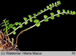 Asplenium viride (zanokcica zielona)