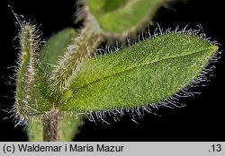 Cerastium alpinum (rogownica alpejska)