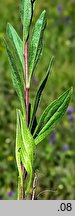 Aster amellus (aster gawędka)