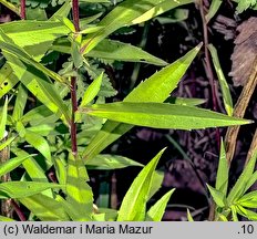 Symphyotrichum lanceolatum (aster lancetowaty)