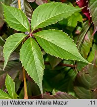 Parthenocissus inserta (winobluszcz zaroślowy)