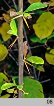 Berberis vulgaris (berberys zwyczajny)