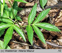 Dentaria bulbifera (żywiec cebulkowy)