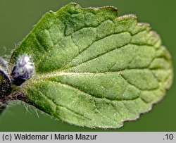 Ajuga reptans (dąbrówka rozłogowa)