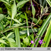 Solanum dulcamara (psianka słodkogórz)