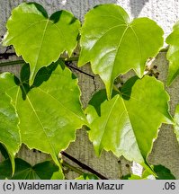 Parthenocissus tricuspidata (winobluszcz trójklapowy)