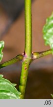 Campsis radicans (milin amerykański)