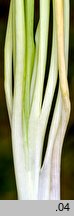 Anthericum ramosum (pajęcznica gałęzista)