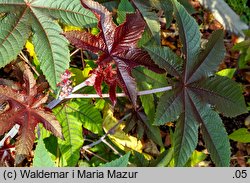 Ricinus communis (rącznik zwyczajny)