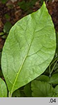 Atropa bella-donna (pokrzyk wilcza jagoda)