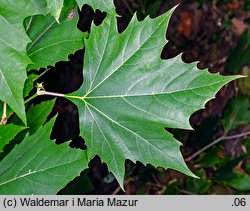 Platanus ×hispanica (platan klonolistny)