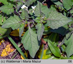 Solanum alatum (psianka skrzydlata)