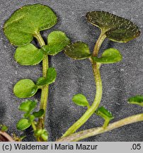 Cardamine hirsuta (rzeżucha włochata)