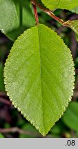 Cerasus vulgaris (wiśnia pospolita)