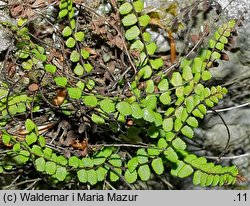 Asplenium trichomanes (zanokcica skalna)