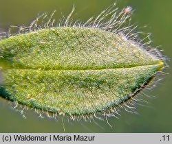 Cerastium alpinum (rogownica alpejska)