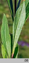 Aster amellus (aster gawędka)