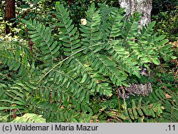 Osmunda regalis (długosz królewski)