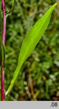 Symphyotrichum lanceolatum (aster lancetowaty)