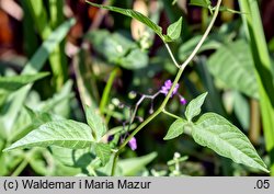 Solanum dulcamara (psianka słodkogórz)