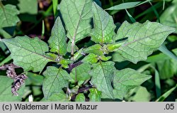 Solanum alatum (psianka skrzydlata)