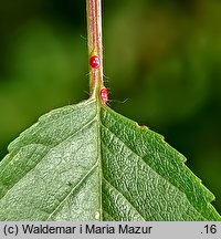 Cerasus avium (wiśnia ptasia)